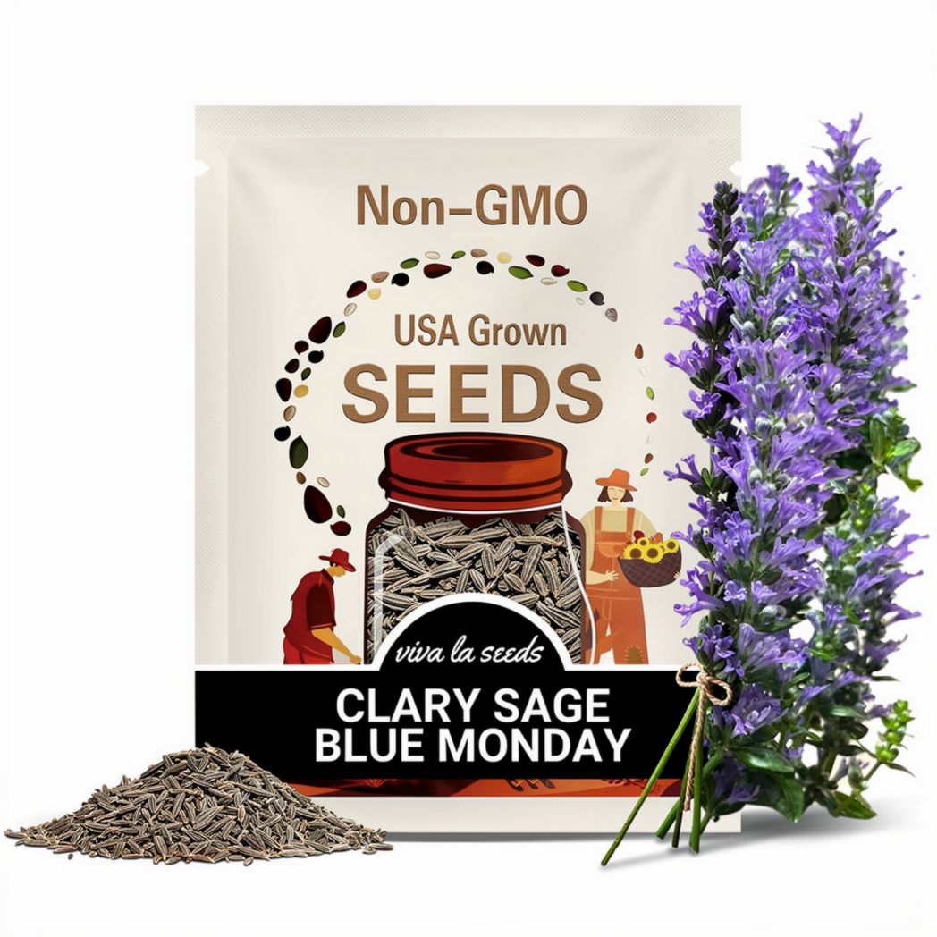 Clary Sage, Blue Monday | 50 Seeds | Medicinal Herb | Fragrant Flower | Salvia horminum