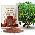 30 JWALA CHILLI Indian Hot Pepper seeds