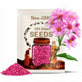 Pink Vibtant Dome Aster Seeds – 100 Count | Late-Season Perennial for Pollinators