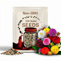 50 Mixed Dahlia Pompon Seeds Flower Plant - FRESH SEEDS - Limited Supply - Order Soon - Thank You