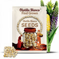 Olotillo Blanco Corn Seeds: Rare Mexican Heirloom, Non-GMO